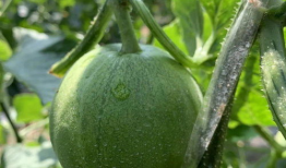 娱乐圈吃瓜湖南,瓜田李下，揭秘明星幕后故事